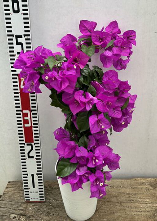 楽天市場 ブーゲンビリア パープル 4 5号鉢植え苗 H30 千草園芸 楽天市場 ブーゲンビリア パープル 4 5号鉢植え苗 H30 千草園芸