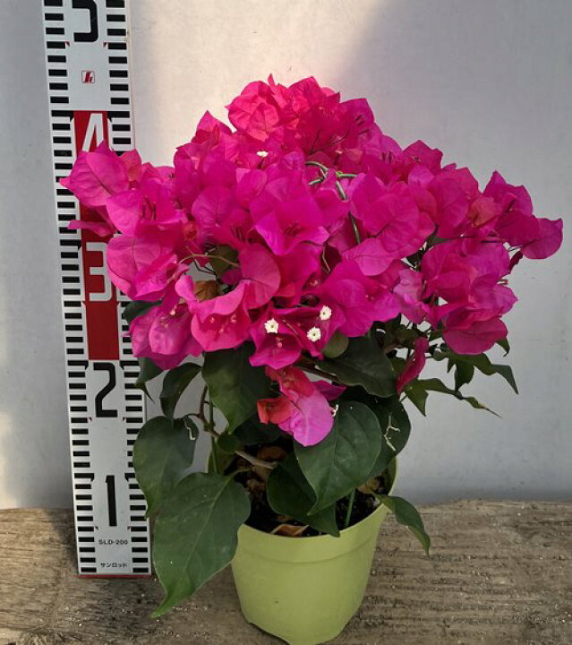 楽天市場 花終わり ブーゲンビリア レッド 5号鉢植え E10 千草園芸 楽天市場 花終わり ブーゲンビリア レッド 5号鉢植え E10 千草園芸