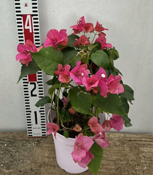 楽天市場 花終わり ブーゲンビリア レッド 5号鉢植え 千草園芸 楽天市場 花終わり ブーゲンビリア レッド 5号鉢植え 千草園芸