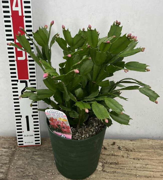 楽天市場 シャコバサボテン 蝦蛄葉サボテン マリンディ 5号鉢植え H31 千草園芸