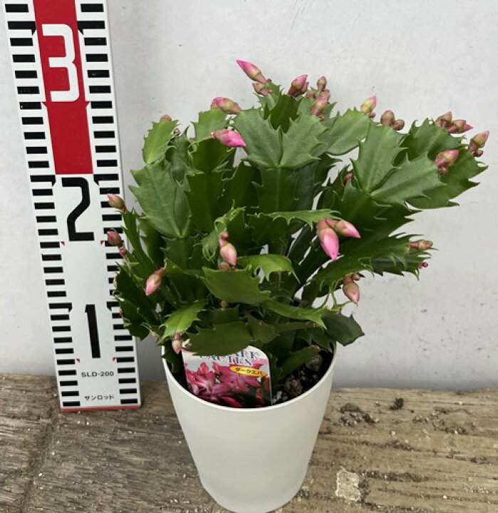 楽天市場 シャコバサボテン 蝦蛄葉サボテン ダークエバ 4号鉢植え H31 千草園芸