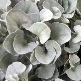 ダイカンドラ　シルバーフォールズ　2.5号苗