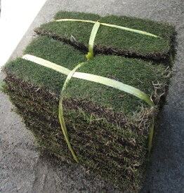 楽天市場 芝生 種 ノシバの通販