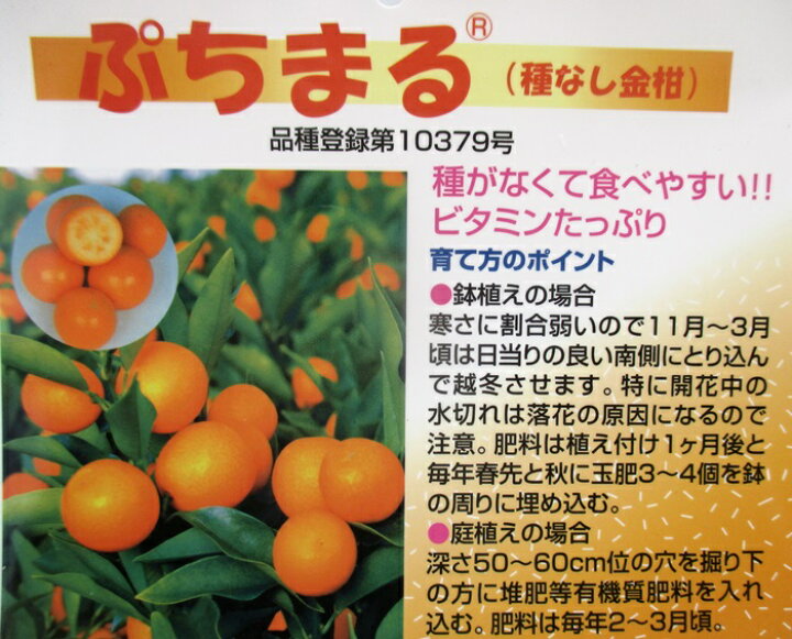 楽天市場】ぷちまる 種なしキンカン金柑 苗木 5.5号 (h16) : 千草園芸