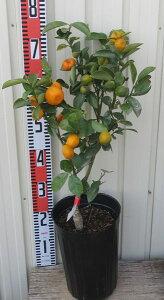 23�����ח\��@��������i�I�I�~�L���J���j6���@�c��