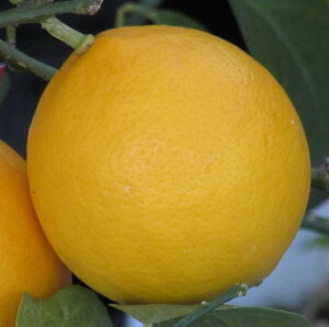 レモンの木 マイヤーレモン 4号苗木
