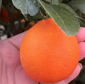 オレンジミニレモン　苗木　6号白鉢植え【レモンの木】
