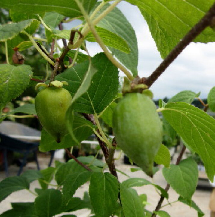 楽天市場 マタタビ 苗木 4号 雌雄不明 Z00 2 千草園芸