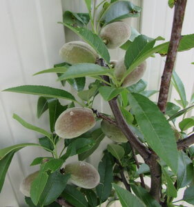 yi/V707zA[h̖؁@c؁@1.8m