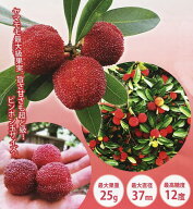 山桃(ヤマモモ)　東魁（トウカイ） 5号 苗木(J04)