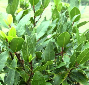 yIׂ錻izQbPCW(j)@c؁@@8A@y[G^[z