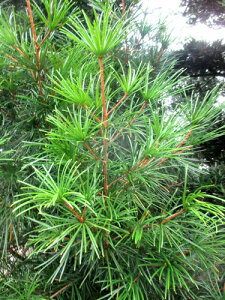 RE}L(얊) ؎}50cm2{1g