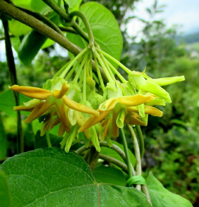 楽天市場 夜来香 イエライシャン 3号苗 C12 千草園芸