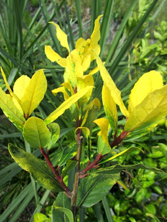 楽天市場 現品 月桂樹 ゲッケイジュ ローレル ローリエ ブリリアントタイム 苗木 株立ち 1m 千草園芸