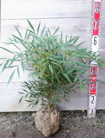 マホニア　コンフューサ　苗木　樹高30cm