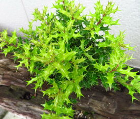 楽天市場 ヒイラギ 鉢植えの通販