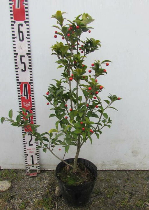 楽天市場 クロソヨゴ 黒ソヨゴ 5号ポット 苗木メス木 常緑樹 植木 庭木 R F08 千草園芸 楽天市場 クロソヨゴ 黒ソヨゴ 5号ポット 苗木メス木 常緑樹 植木 庭木 R F08 千草園芸