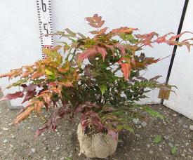 楽天市場 ヒイラギ 鉢植えの通販 楽天市場 ヒイラギ 鉢植えの通販