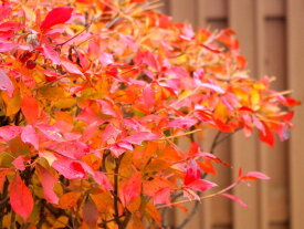 【現品】ドウダンツツジ　苗木　特大サイズ　樹高約1.7m　F624《花、紅葉が美しい庭木》