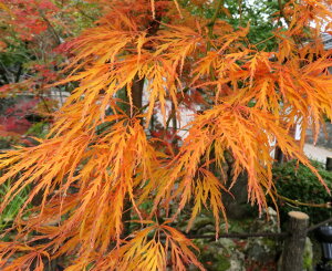 AIV_~W@}gt@c؁@1.3m@tCȂ݂