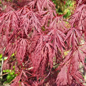 AJV_~W@(Ԏ}gt)@1.3m@V{c[ɃIXXȕc؁@t