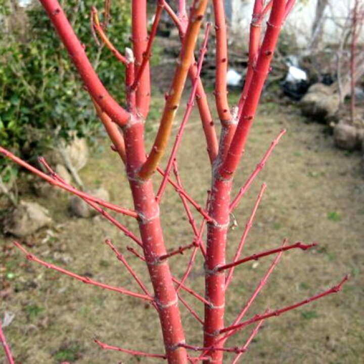 楽天市場 サンゴカクモミジ 珊瑚閣紅葉 苗木 1 3m シンボルツリーに最適な苗木 植木 庭木 千草園芸