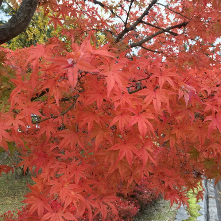 楽天市場 イロハモミジ 苗木 株立ち 樹高1 2ｍ 新緑の涼しさと紅葉を楽しめる苗木 千草園芸