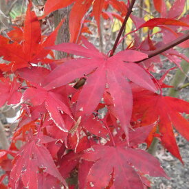 【選べる現品】オオモミジ　大盃(オオサカズキ)　新緑と紅葉を楽しめる苗木　樹高1.5m　E　落葉樹