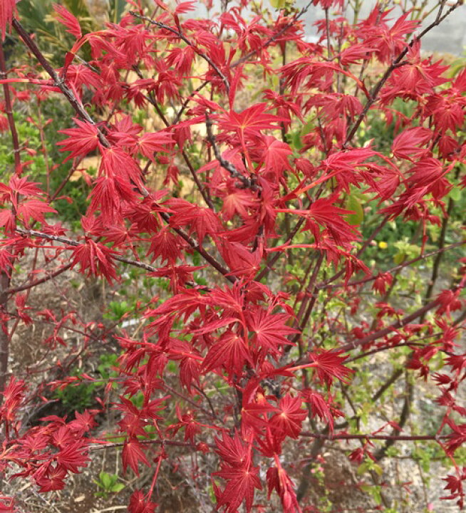 楽天市場】【現品】チシオモミジ(血汐紅葉) 大株 樹高約1.7m 苗木【千 