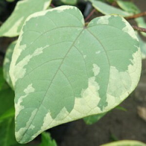 yiz}omLubߋ(GijVL)v 1.7m@P116