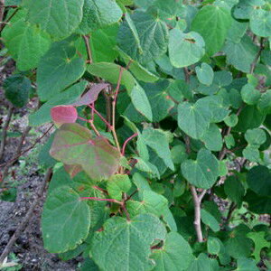 yiz}omL@@c؁@1.7m@F532