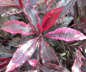 i}Ej@gE(xjNWN)@3|bgc