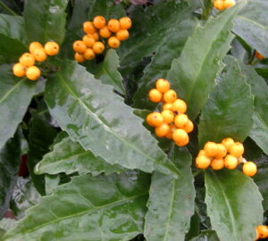 �y��/����2�F����I�ԁz�痼�i�Z�������E�j3.5���|�b�g