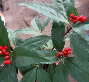 y/2FIԁz痼iZEj3.5|bg