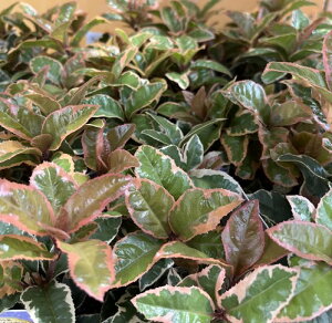 胄uREWitCuREWj(\)@3c(h44)