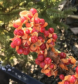 楽天市場 ツルウメモドキの通販