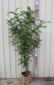 シマトネリコ　株立ち　苗木　樹高80cm【庭木　シンボルツリー】