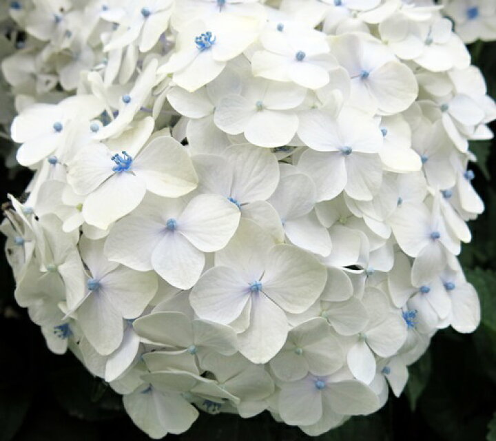 楽天市場 白い手マリ咲きアジサイ 紫陽花 あじさい 5号苗 自然開花株 花なし 千草園芸 楽天市場 白い手マリ咲きアジサイ 紫陽花 あじさい 5号苗 自然開花株 花なし 千草園芸