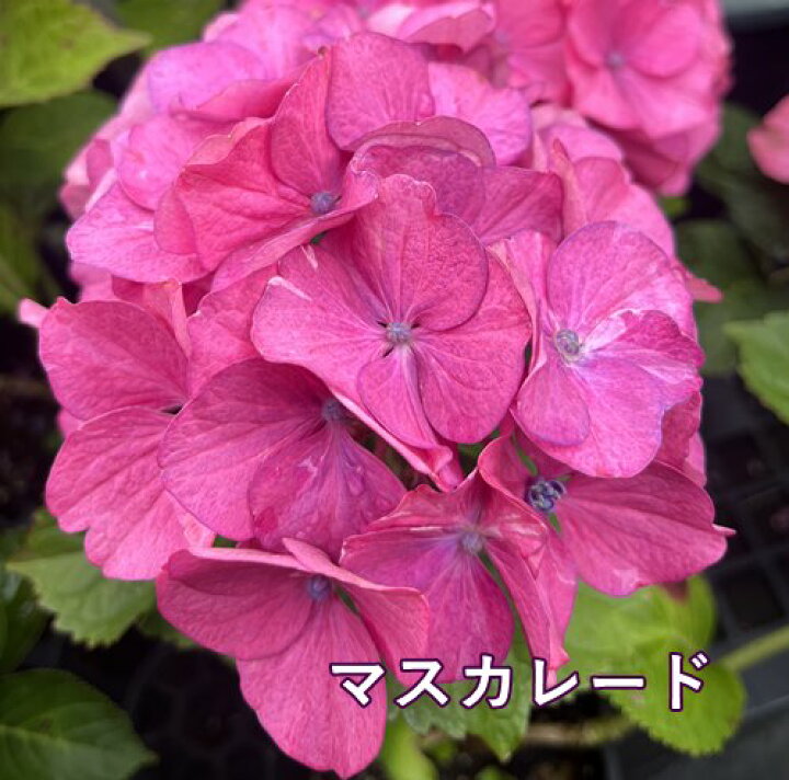 楽天市場 品種で選ぶ 屋外管理苗 花終わり アジサイ 紫陽花 あじさい 3 5号苗 D04 千草園芸