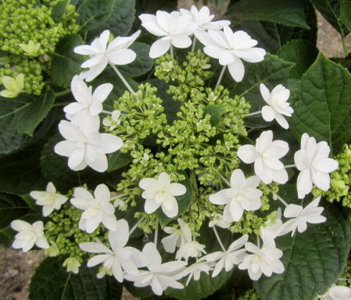 楽天市場】【花咲き過ぎ】アジサイ（紫陽花・あじさい） ウェディング 