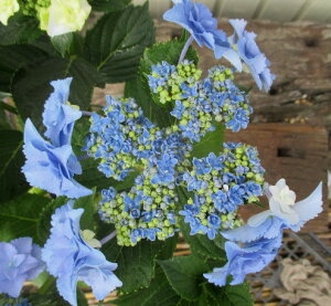 桜 生花の人気商品 通販 価格比較 価格 Com