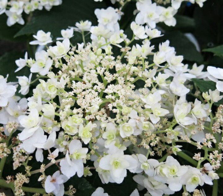 楽天市場 屋外管理苗 花終わり ヨウラクタマアジサイ 瓔珞玉紫陽花 6号苗 22年入荷株 千草園芸