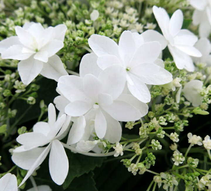 楽天市場 開花株 アジサイ 紫陽花 あじさい ウェディングドレス 4号ポット苗 22年入荷株 千草園芸