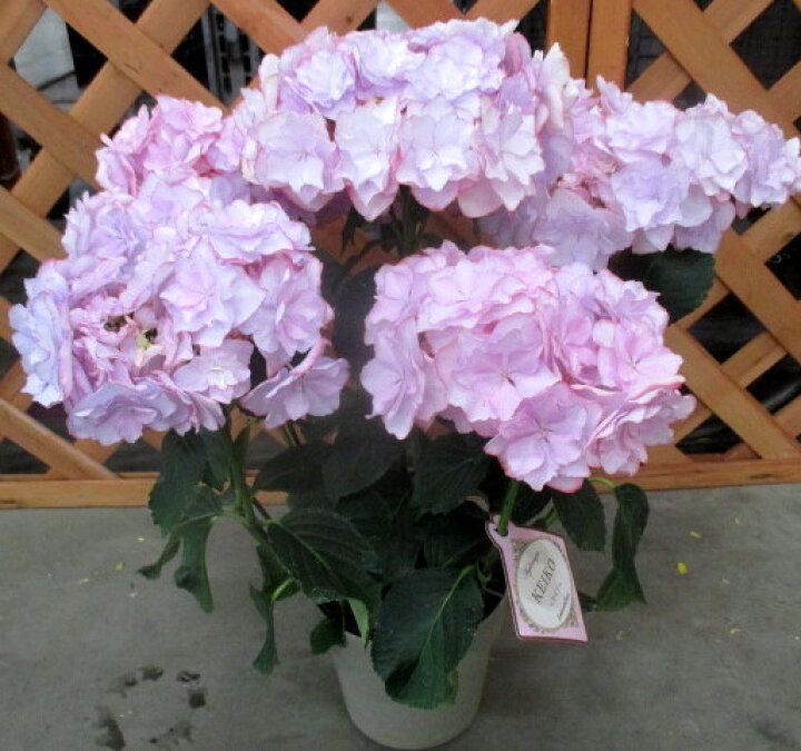 アジサイ 紫陽花 あじさい