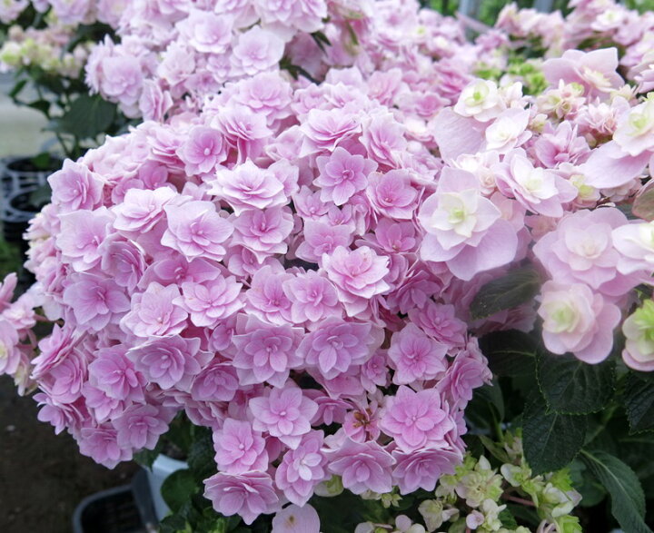 楽天市場】アジサイ（紫陽花・あじさい） アナタヘノサプライズ 8号 
