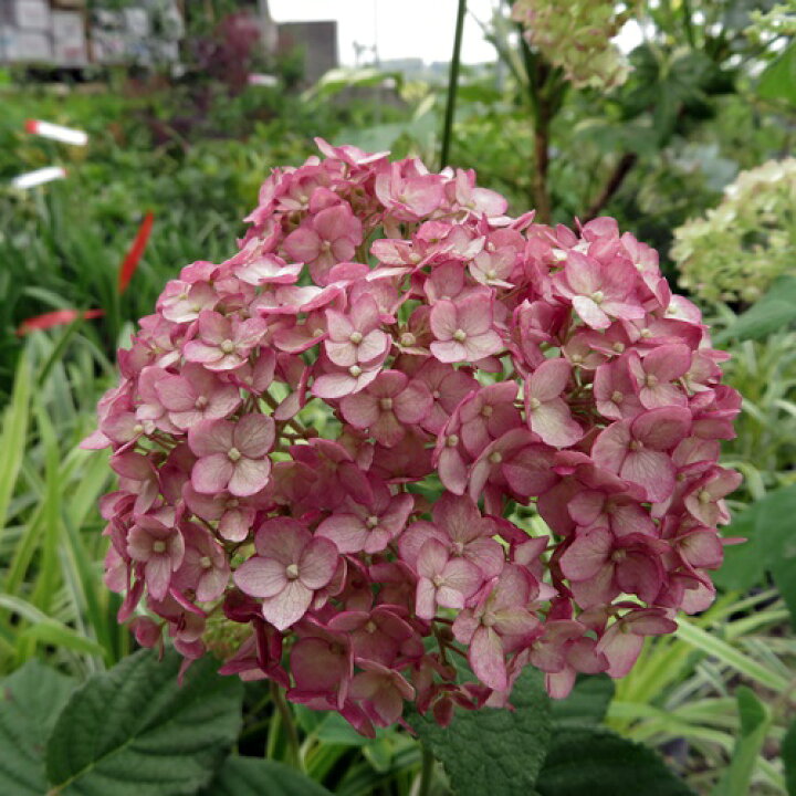 楽天市場 屋外管理苗 アジサイ 紫陽花 あじさい ピンクのアナベル ピンカーベル 8号大苗 B08 千草園芸