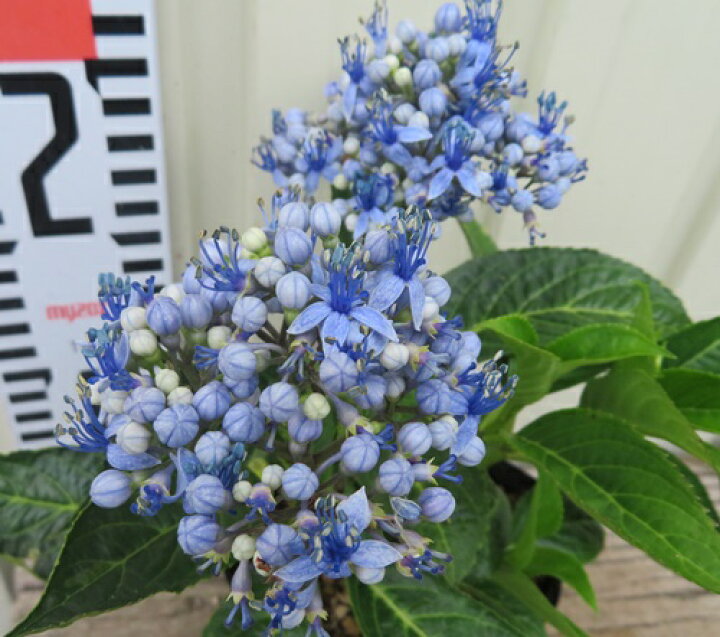 楽天市場 花終わり 常緑アジサイ 常山紫陽花プレミアムサファイア 4号ポット苗 千草園芸