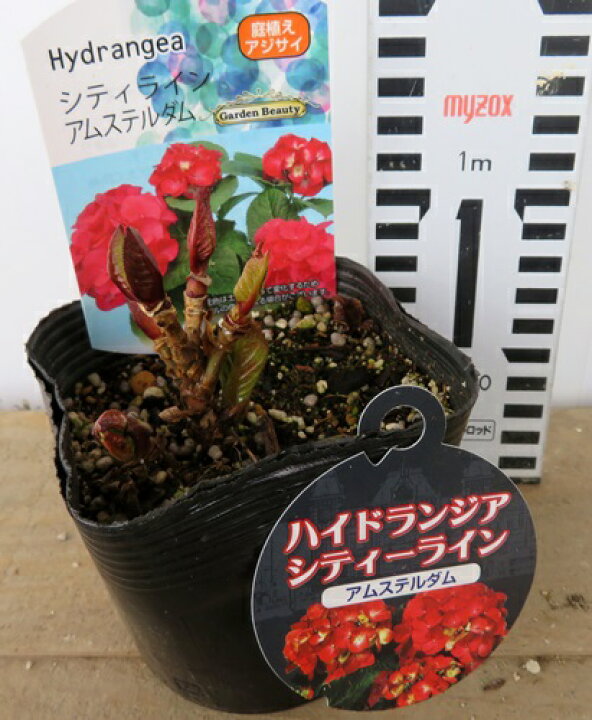 楽天市場 アジサイ 紫陽花 あじさい シティーライン アムステルダム 3 5号苗 A8 千草園芸 楽天市場 アジサイ 紫陽花 あじさい シティーライン アムステルダム 3 5号苗 A8 千草園芸