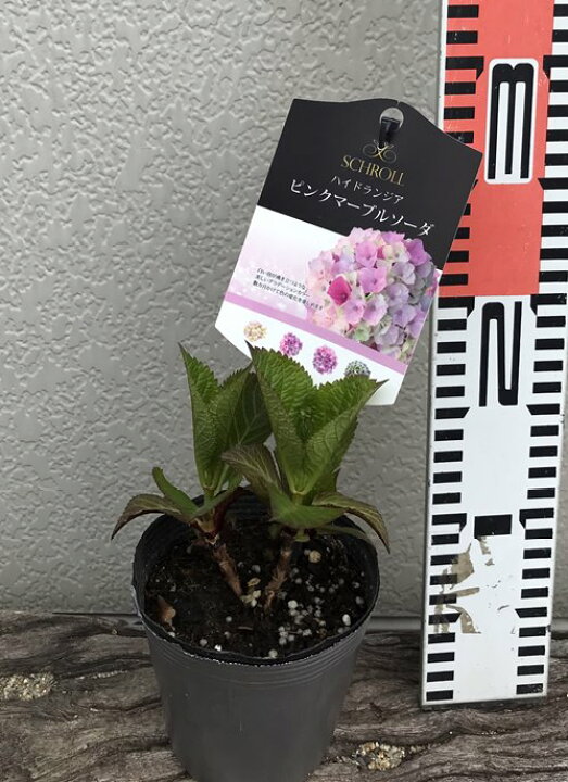 楽天市場】【屋外管理苗】アジサイ（紫陽花・あじさい） ピンク 