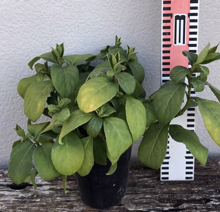 楽天市場 常緑アジサイ 常山紫陽花 碧のひとみ アオノヒトミ 4号ポット苗 H21 千草園芸